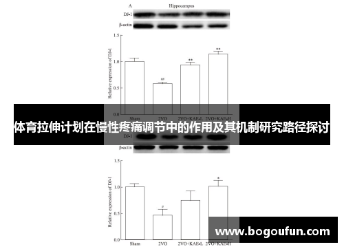 体育拉伸计划在慢性疼痛调节中的作用及其机制研究路径探讨